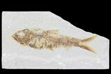 Bargain, Knightia Fossil Fish - Wyoming #74095-1